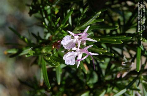 Plantfiles Pictures Rosemary Roseus Rosmarinus Officinalis 1 By