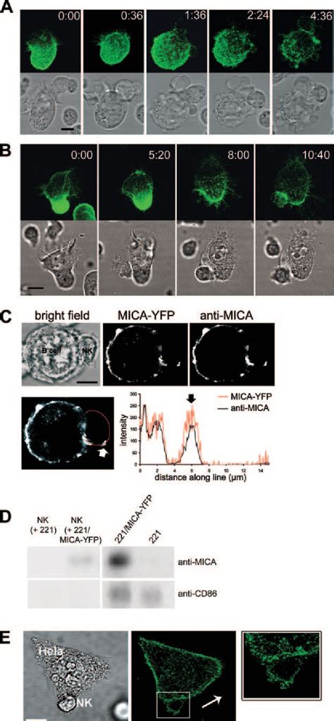 Figure From Functional Consequences Cells To Nk Cells In A Manner