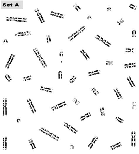 37+ Biology Karyotype Worksheet Answers Pdf - CarethSatbir