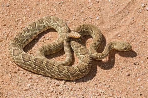 12 Snakes With Triangular Heads Wildlife Informer