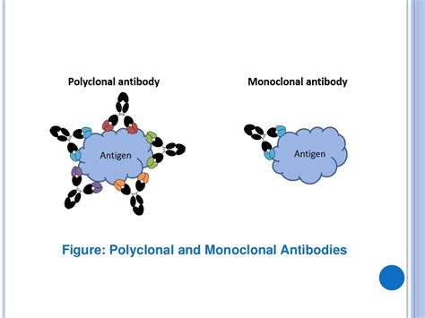 Monoclonal And Polyclonal Antibodies