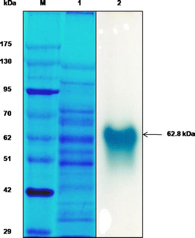 Sds Page Of The Extracellular Proteins Present In The P Acaciicola La