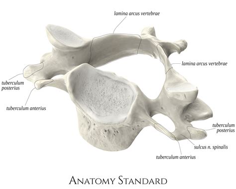 Cervical Vertebrae Posterior View