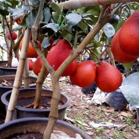 Bibit Jeruk Red Pamelo Jual Bibit Jeruk Red Pamelo Harga