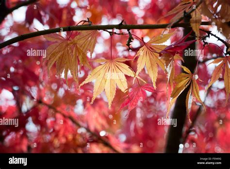 Acer Palmatum Elegans Japanische Ahorn Im Herbst Stockfotografie Alamy