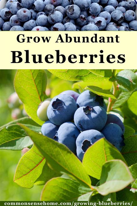 Growing Blueberries Best Tips For The Home Garden