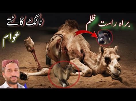 Camel Incident In Sindh Pakistan Sanghar Camel Incident Trending