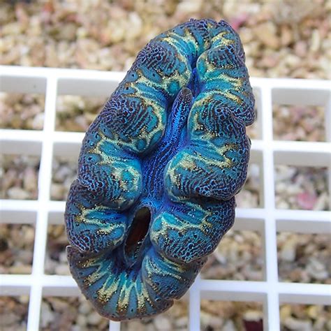 A Rare Look At Some Crocea Clams From Japan Reef Builders The Reef