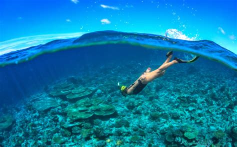 Tioman Snorkeling Snorkeling At Paya Beach Resort