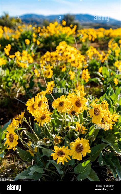 Usa Idaho Boise Field Of Arrowleaf Balsamroot Balsamorhiza