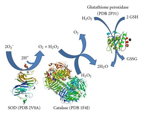 Superoxide Dismutase Structure