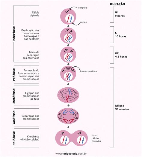 Mitose E Meiose Diferen As Tabela Comparativa E Exerc Cios Artofit