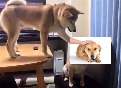 Another dog petting meme : r/PewdiepieSubmissions