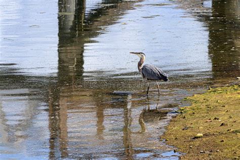 Giant Blue Heron Walking In Tide Lands Stock Photo Image Of Elegance