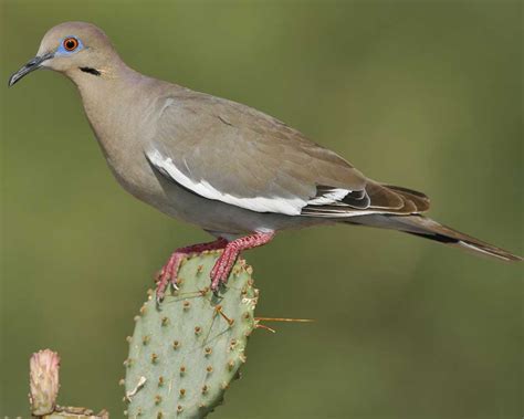 Texas Dove Hunting Leases Texas Hunting Leases