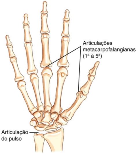 Sistema Esquel Tico Artrologia Estudo Das Articula Es Lucas Sim Es