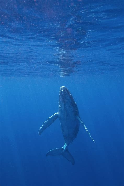 Maui Whale Watching Guide Humpback Whales In Hawaii