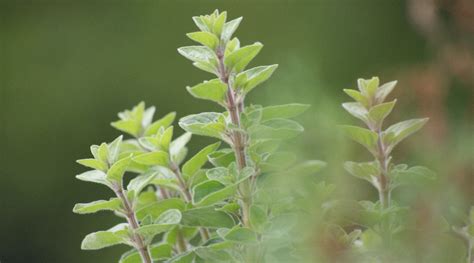 Guide To Growing Oregano Planting And Caring For Oregano