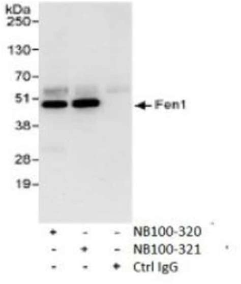 FEN-1 Antibody 0.1mL; Unlabeled:Antibodies, Polyclonal | Fisher Scientific