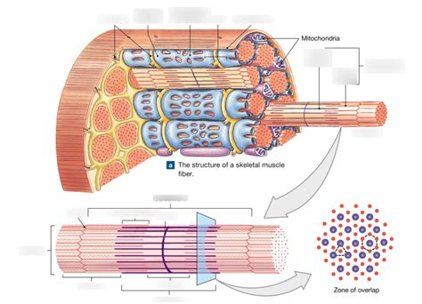 Organization Of A Skeletal Muscle Fiber Diagram Quizlet