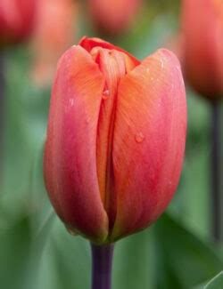 Tulip Flaming Prince Bulk Bulbs Ie