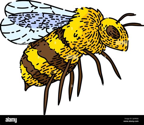 Bee Honey Sketch Hand Drawn Vector Stock Vector Image Art Alamy