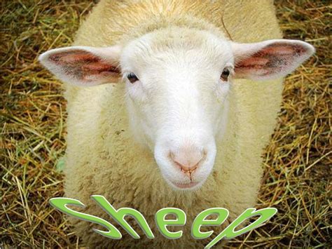 Ppt Sheep Powerpoint Presentation Free Download Id2006974