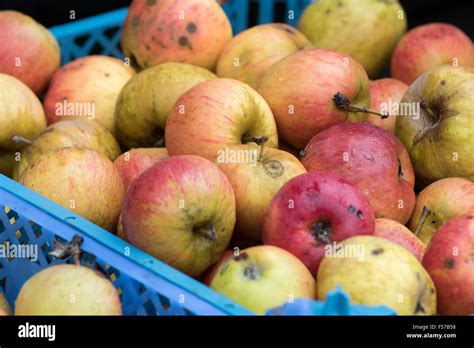 Freshly Picked Orchard Apples England Uk Stock Photo Alamy