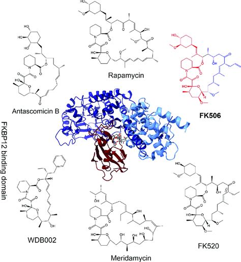 Chemical Structures Of Fkbp Ligands And Crystal Structure Of The Best