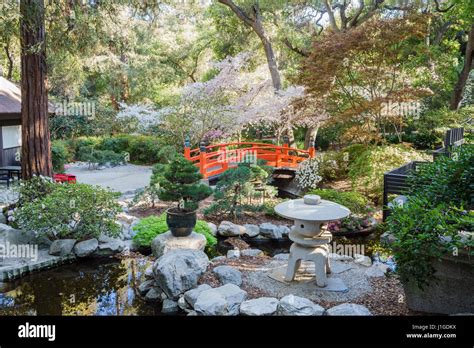 Beautiful cherry blossom at Japanese Garden of Descanso Garden, Los ...