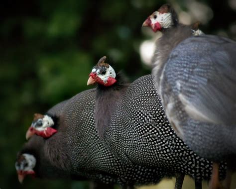 Different Types Of Guinea Fowl