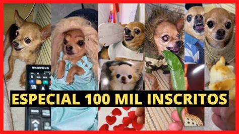 Meu Cachorro Come Tudo Check Especial Mil Inscritos Youtube