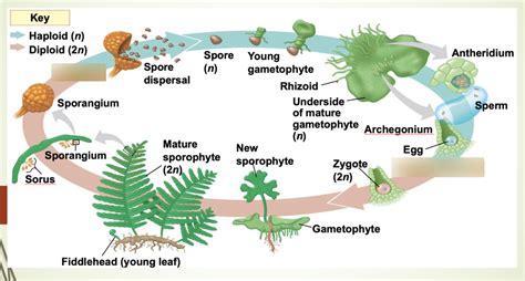 Bio Seedless Plant Lab Diagram Quizlet