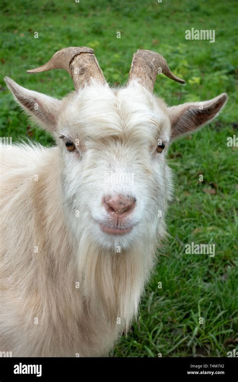 Pygmy white hi-res stock photography and images - Alamy