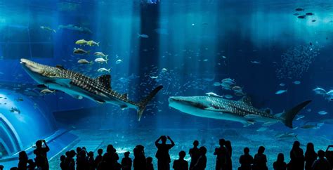 The world's most spectacular aquariums