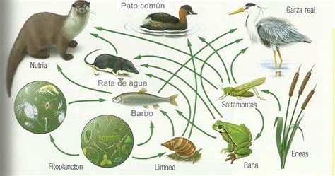 Flujo De Materia Y Energia Ejemplos