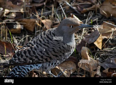 Female Northern Flicker Stock Photo - Alamy