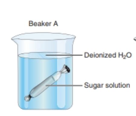 Lab Osmosis Flashcards Quizlet