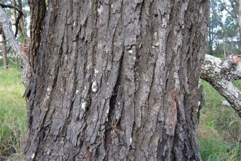 National Trust Grey Ironbark Eucalyptus Paniculata