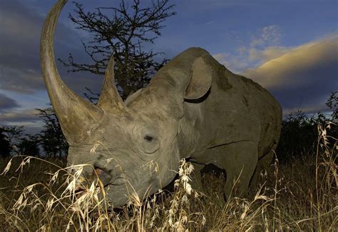 Fauna And Flora International Appeal To Save Black Rhino From Extinction