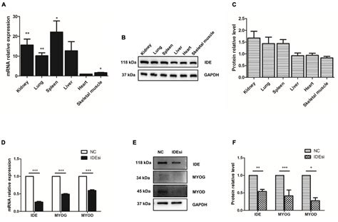 Frontiers Insulin Degrading Enzyme Regulates The Proliferation And