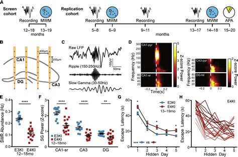 Aged Apoe4 Ki Mice Show Swr Deficits And Spatial Approach Task Download Scientific Diagram