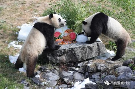 At Paradise Zoo In Belgium Five Chinese Giant Pandas Live Inews