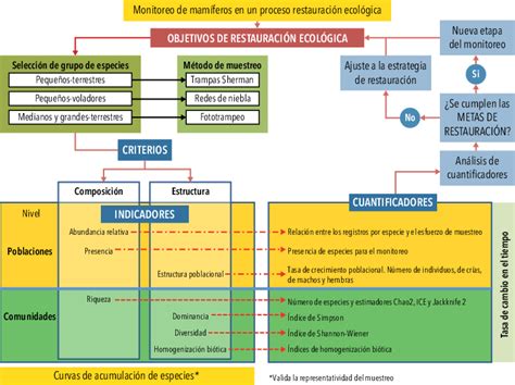 Ruta Para El Monitoreo De Mamíferos En Procesos De Restauración Y Sus Download Scientific