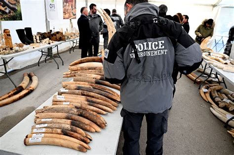 Près de deux tonnes d ivoire broyées et incinérées à Reims