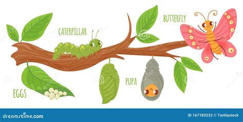 Cartoon Butterfly Life Cycle Caterpillar Transformation Butterflies