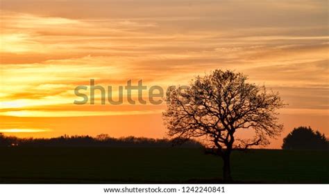 Naked Tree Sunset Panorama Can Be Stock Photo Shutterstock