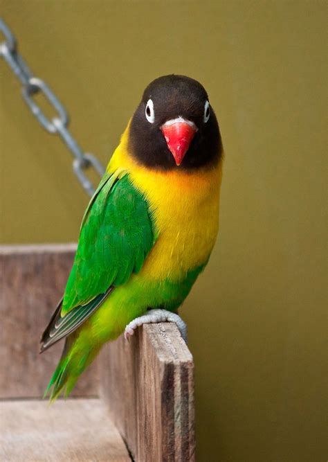 Inséparable Masqué Agapornis Personatus Oiseau Exotique Animaux