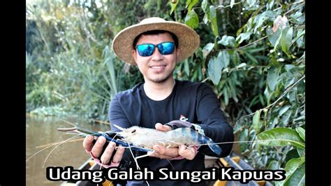 Mancing Udang Galah Di Sungai Kapuas Kalimantan Barat YouTube