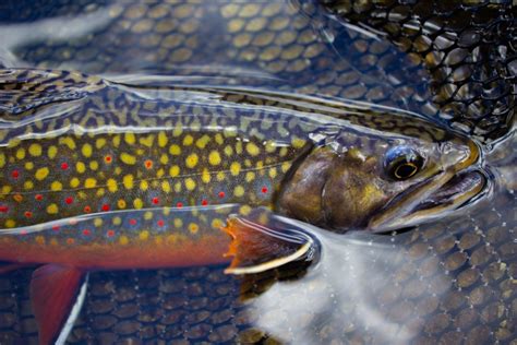 Georgia State Fish: One, Two, Three!